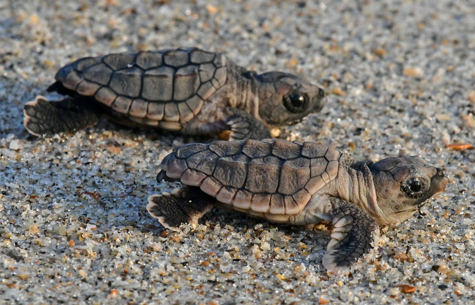 Two baby sea turtles on the sand.