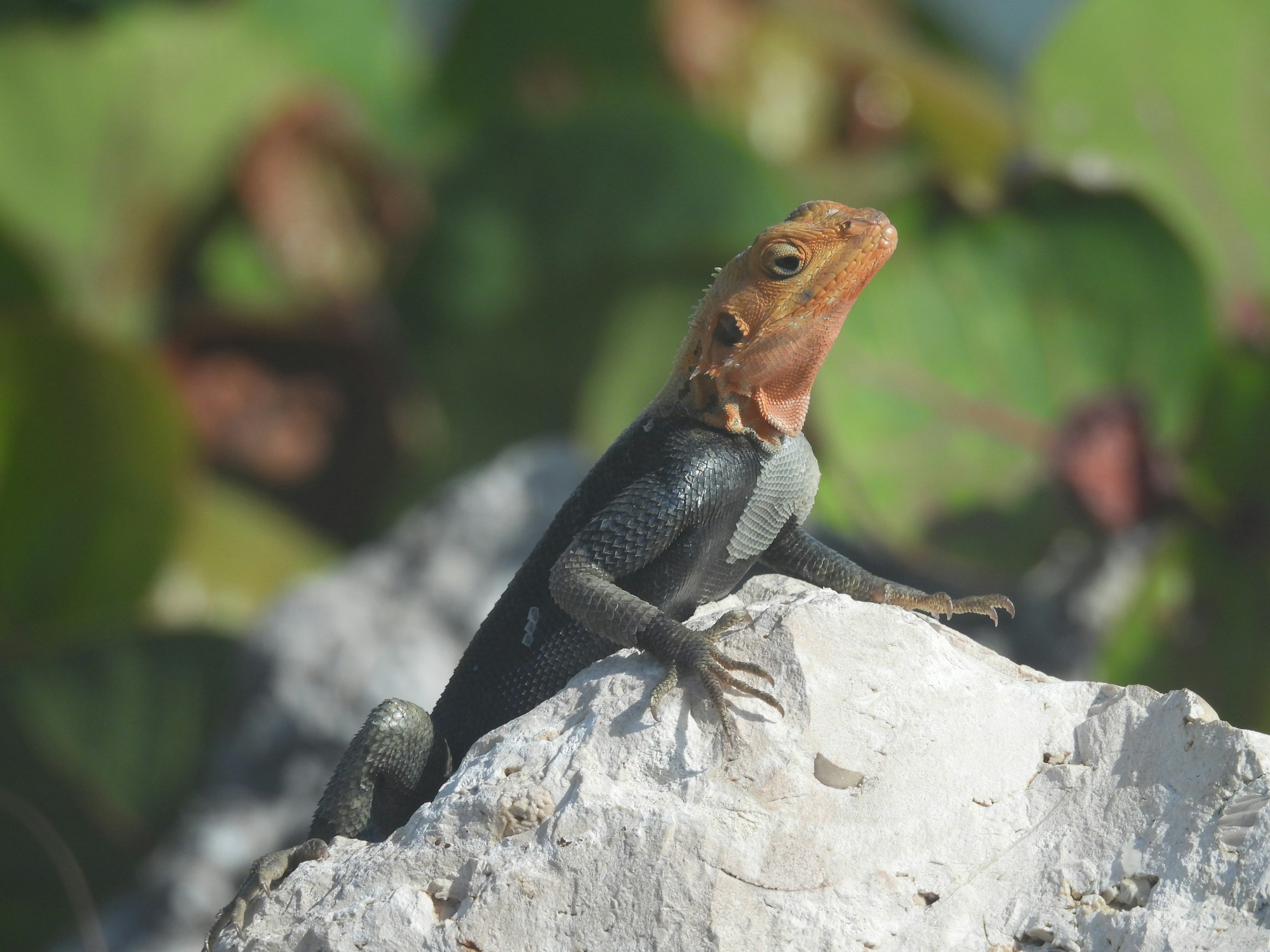 A red-headed lizard basks on a rock, surrounded by greenery.