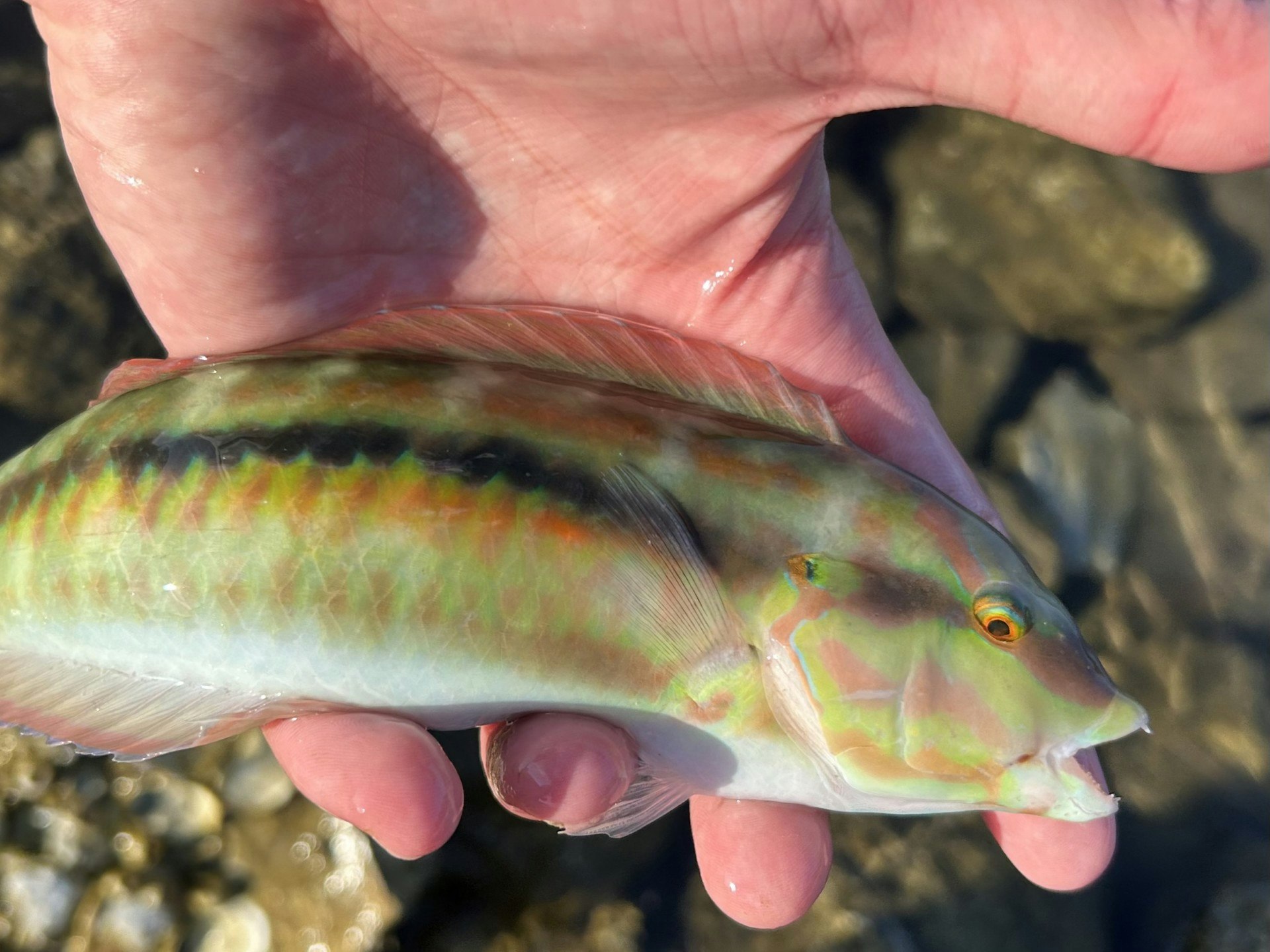 A person is holding a colorful fish with green and orange markings against a rocky background.