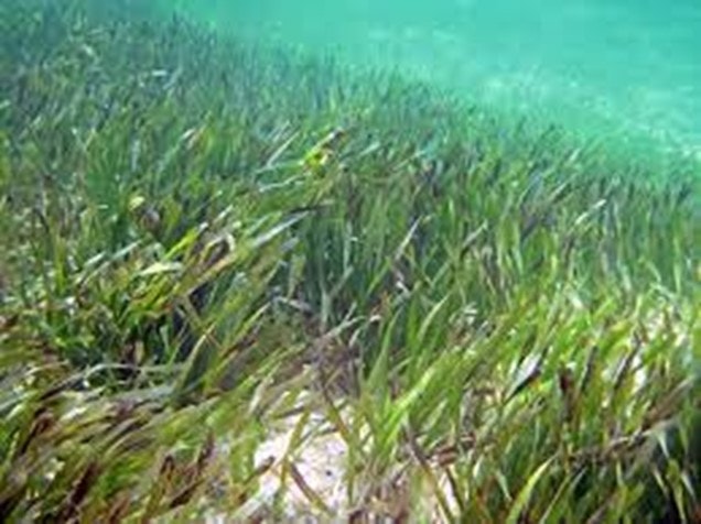 seagrass