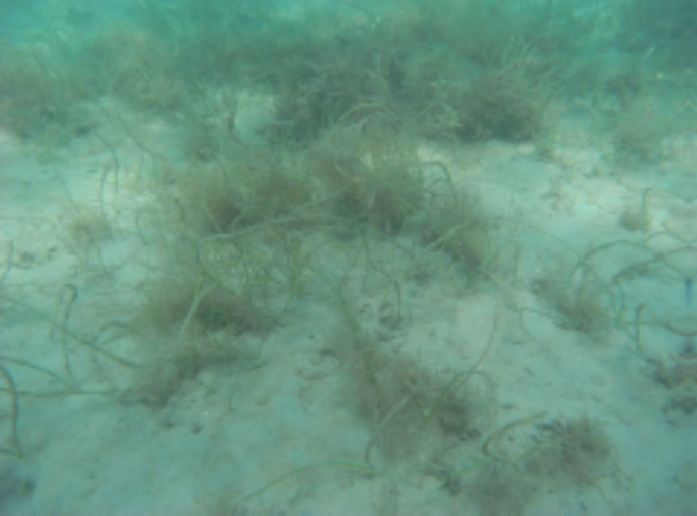 seagrass