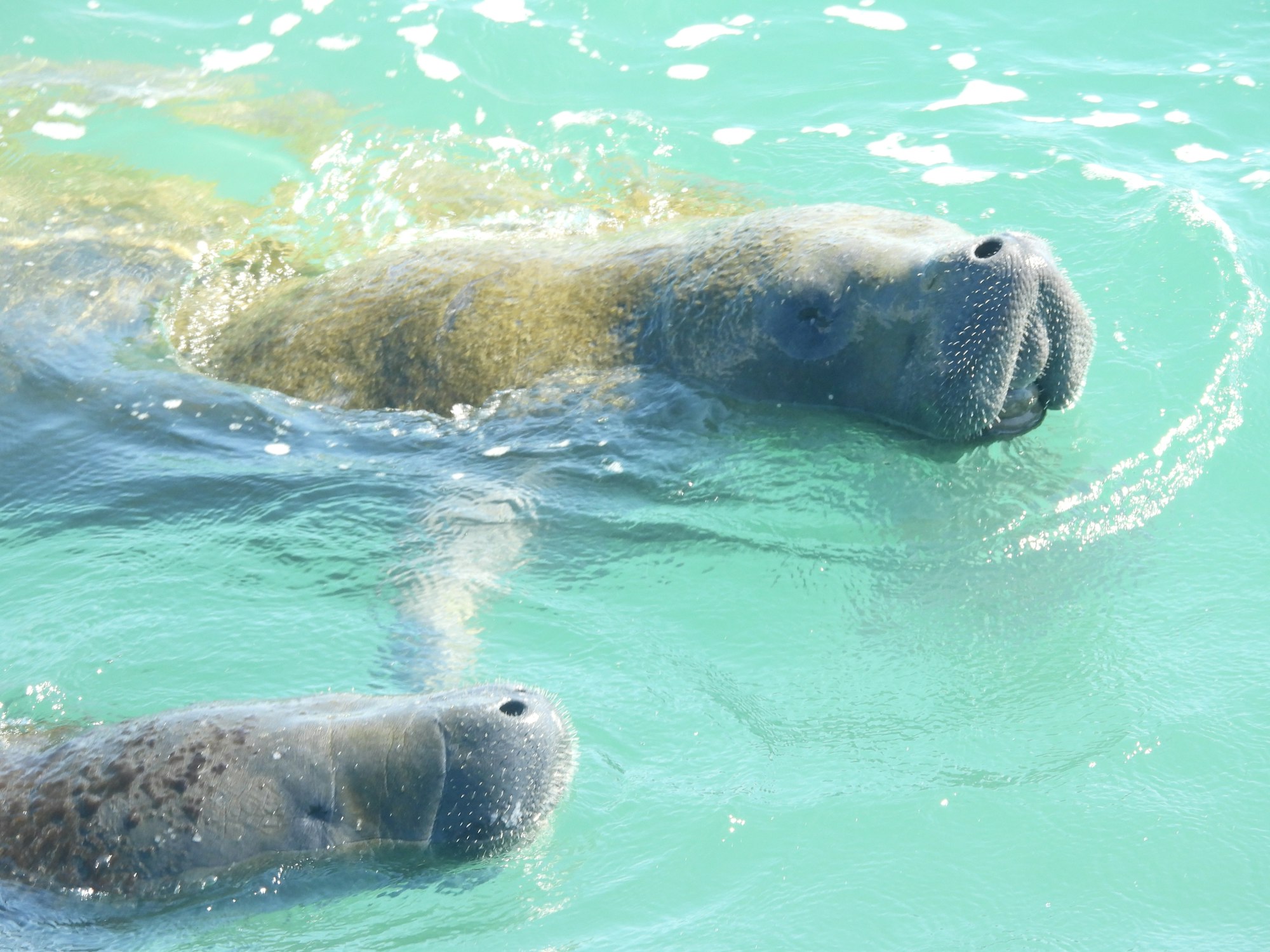 Two manatees swimming in clear, turquoise water.