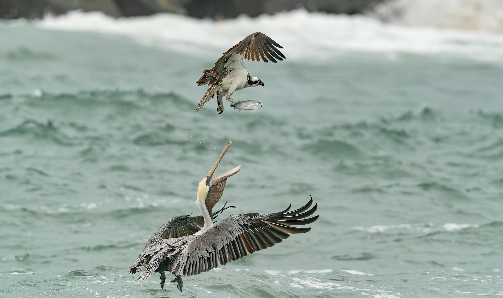 May contain: bird, animal, and flying