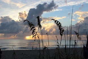 sea oats in foreground of sunrise over the ocean