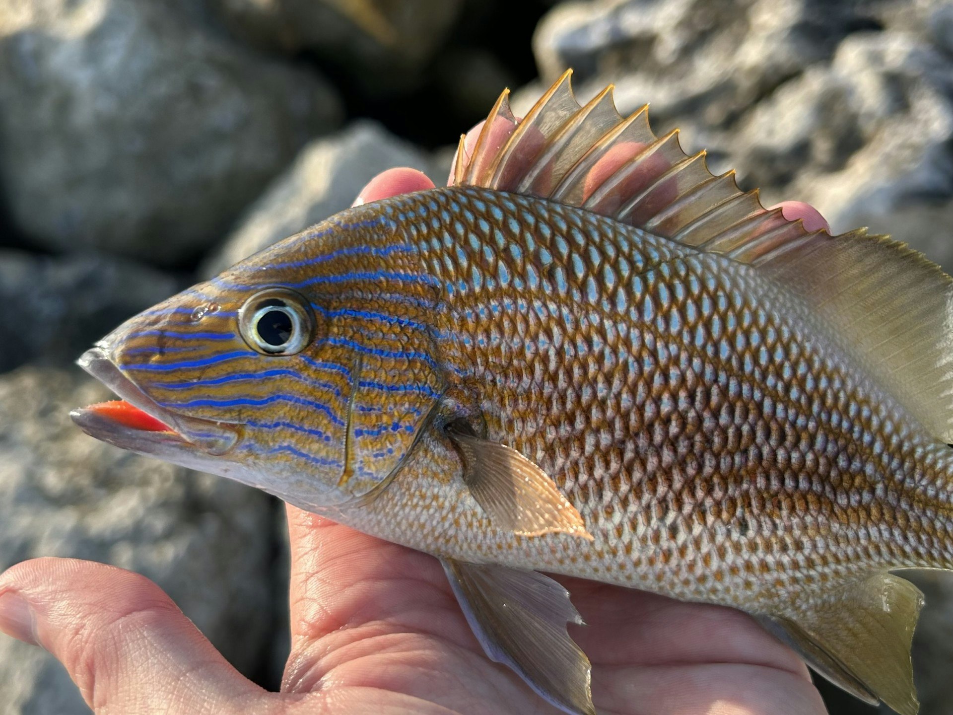 A person holding a colorful fish with blue stripes and spiky fins in their hand, against a rocky background.