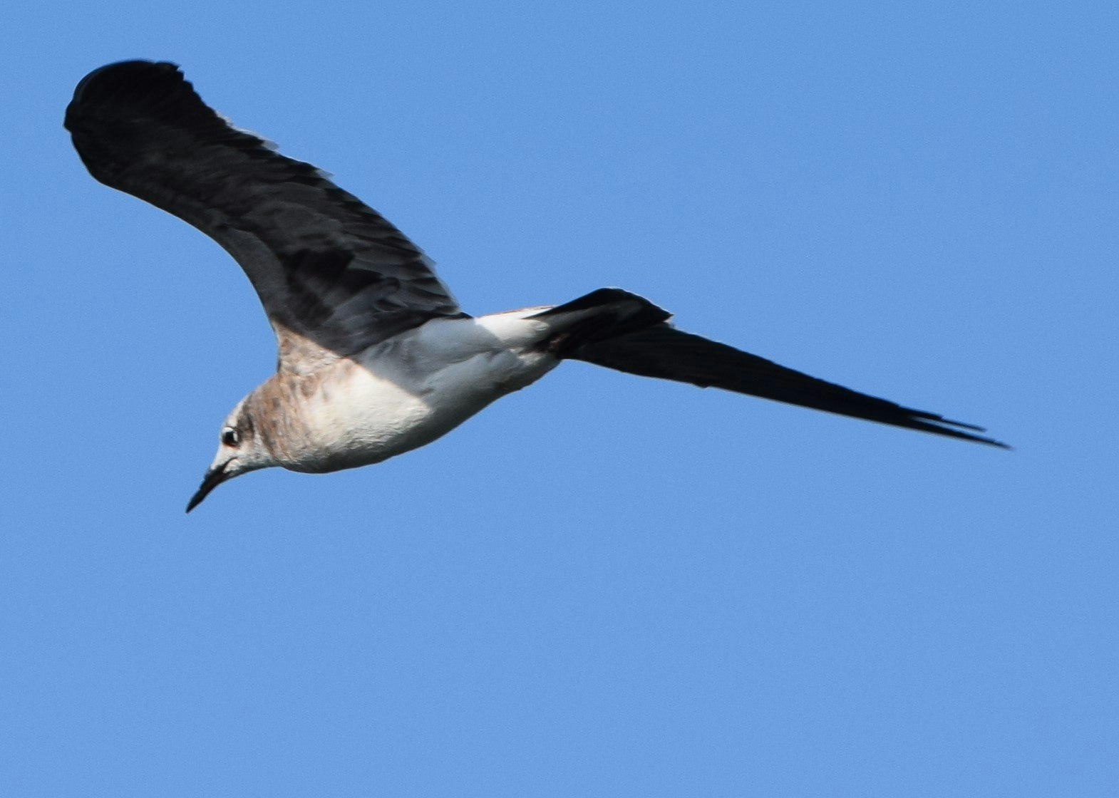 May contain: bird, animal, albatross, seagull, and beak