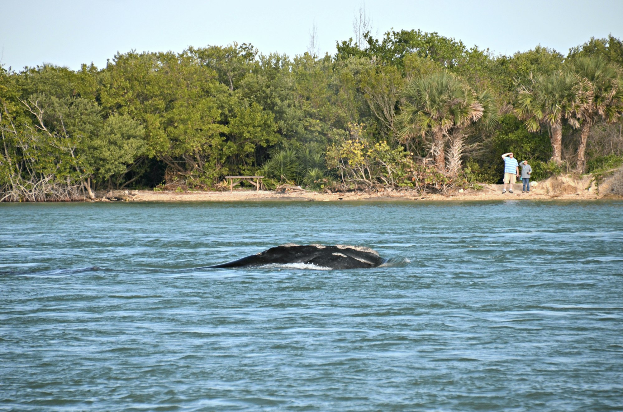 North Atlantic Right Whale in Sebastian Inlet channel