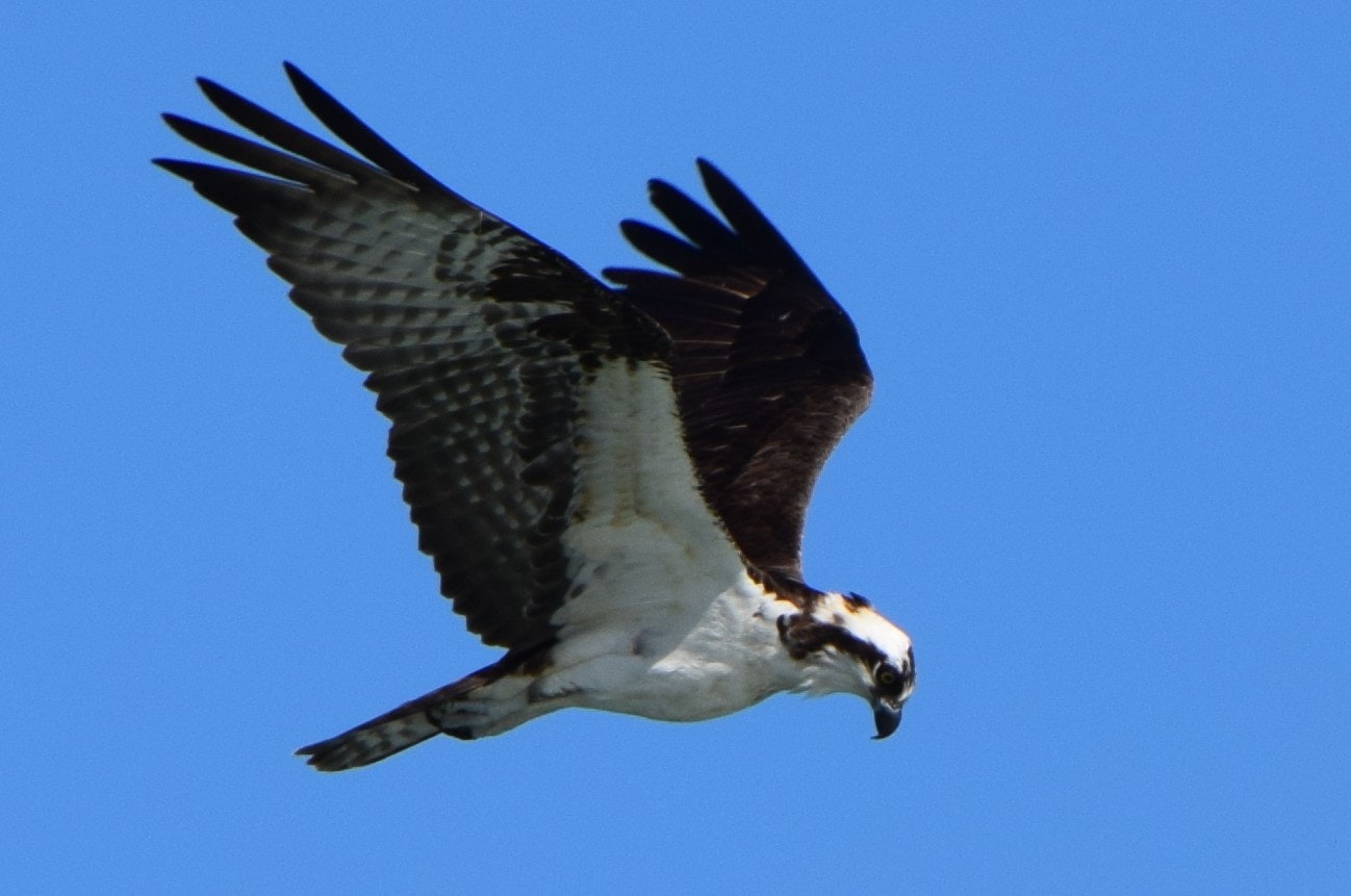 May contain: bird, animal, eagle, buzzard, and hawk