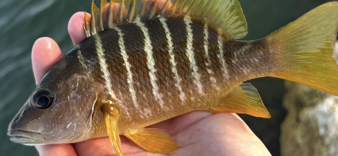A person holding a small fish with vertical stripes and yellow fins in their hand.