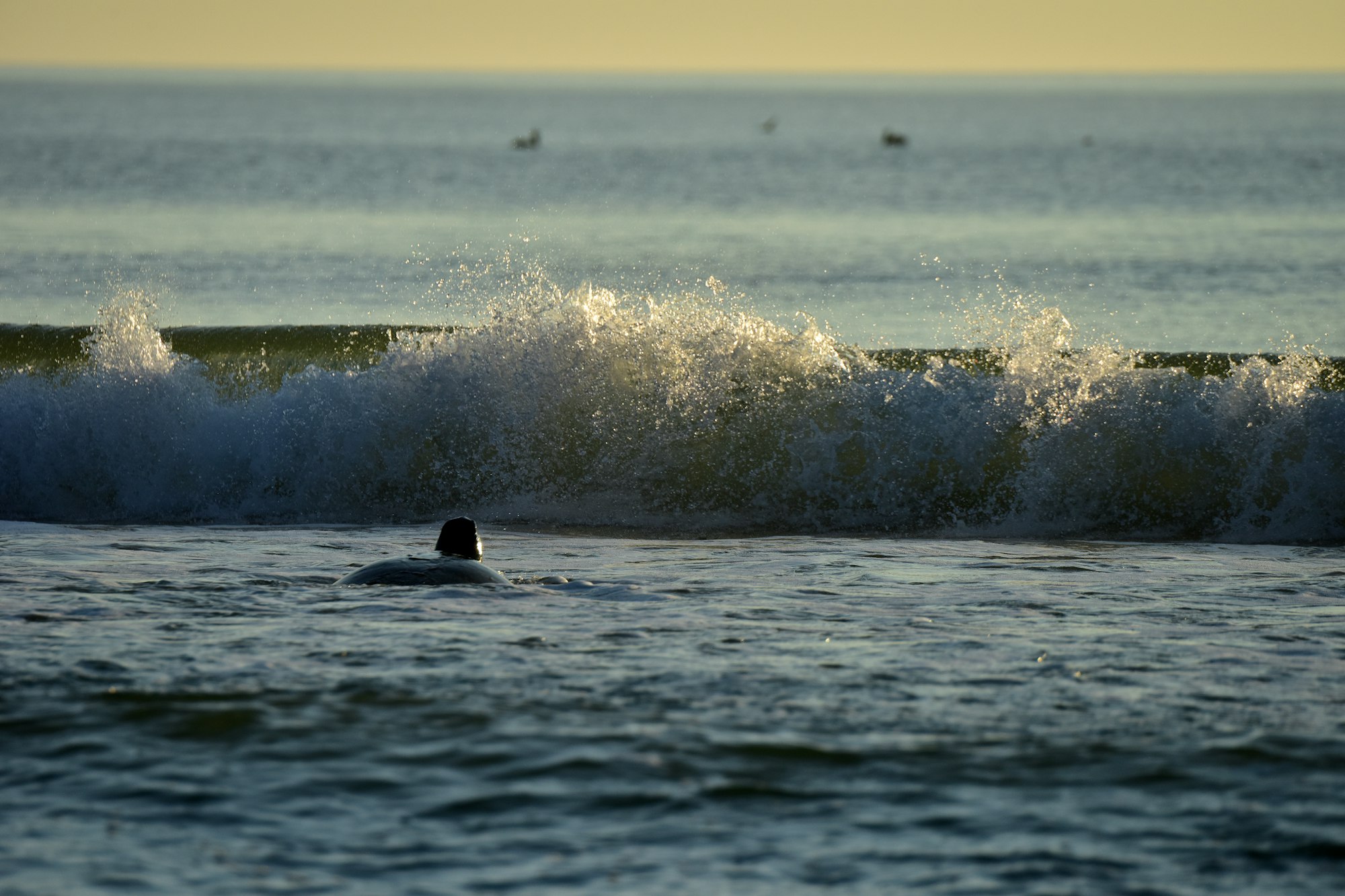 green sea turtle in nearshore ocean waters with wave in background