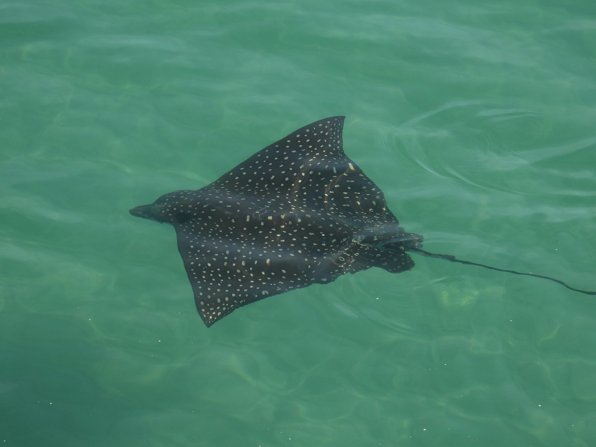 A spotted eagle ray swimming in clear turquoise water.
