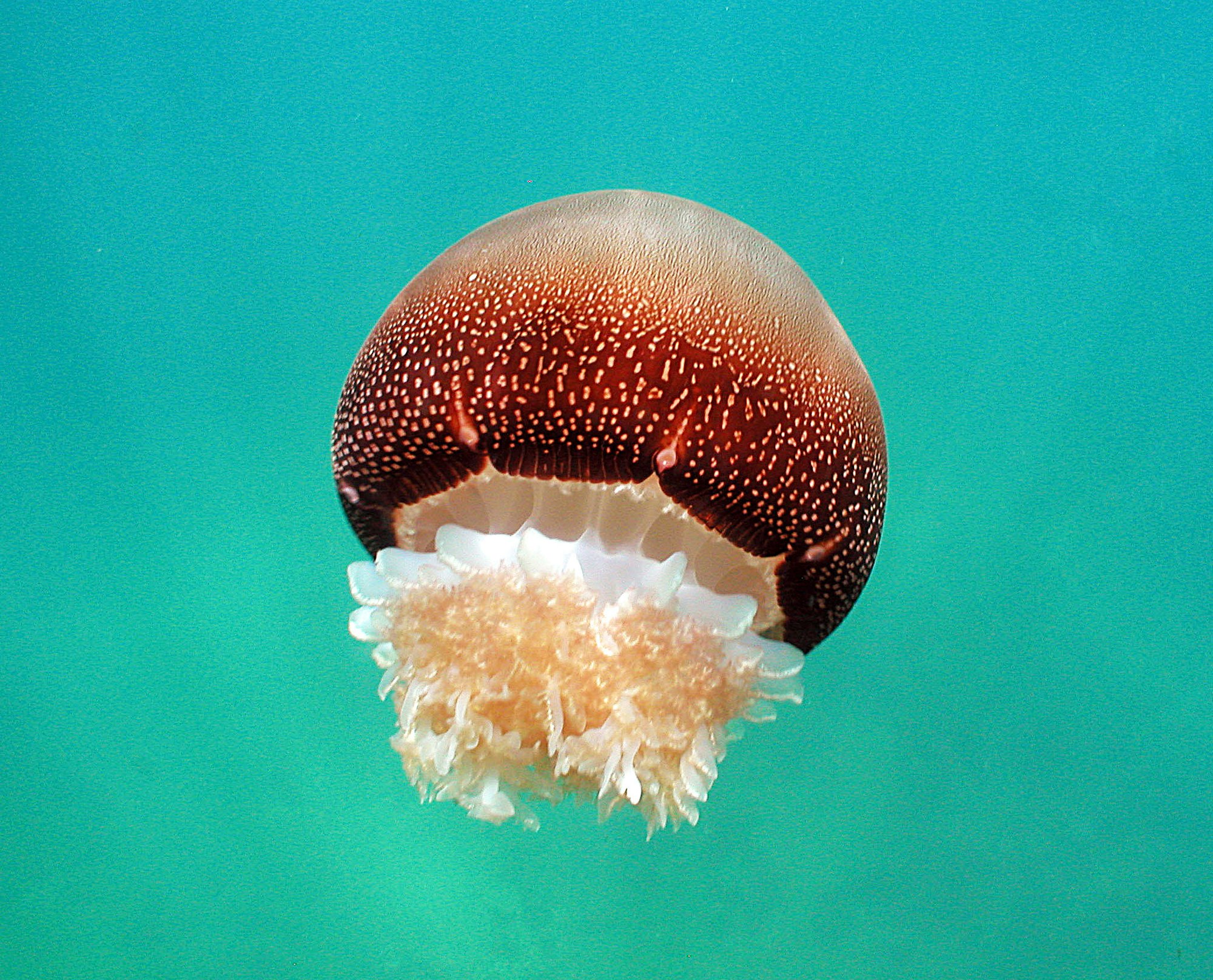 May contain: jellyfish, sea life, invertebrate, and animal