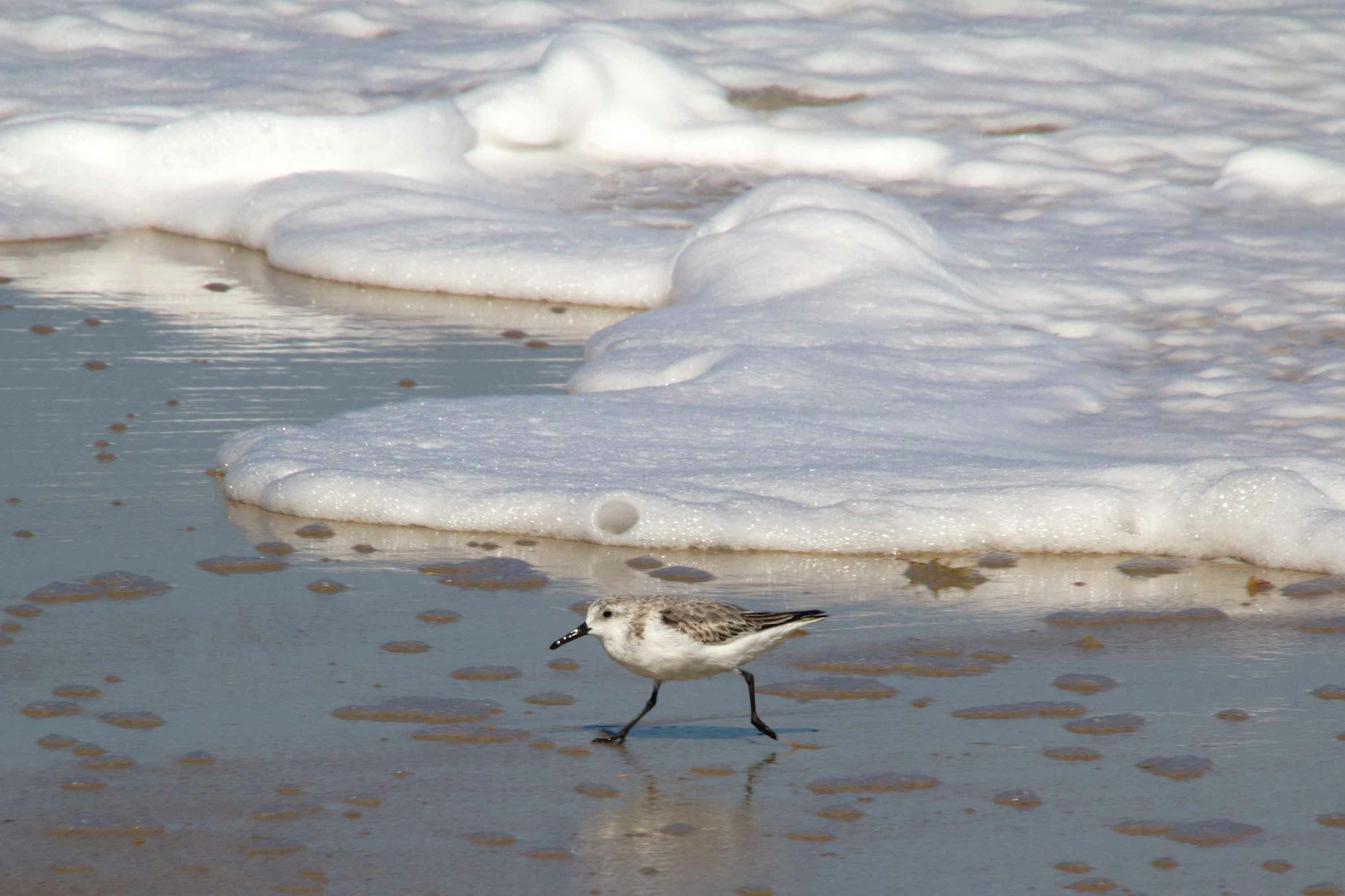 May contain: bird, animal, outdoors, nature, sea, water, and beak