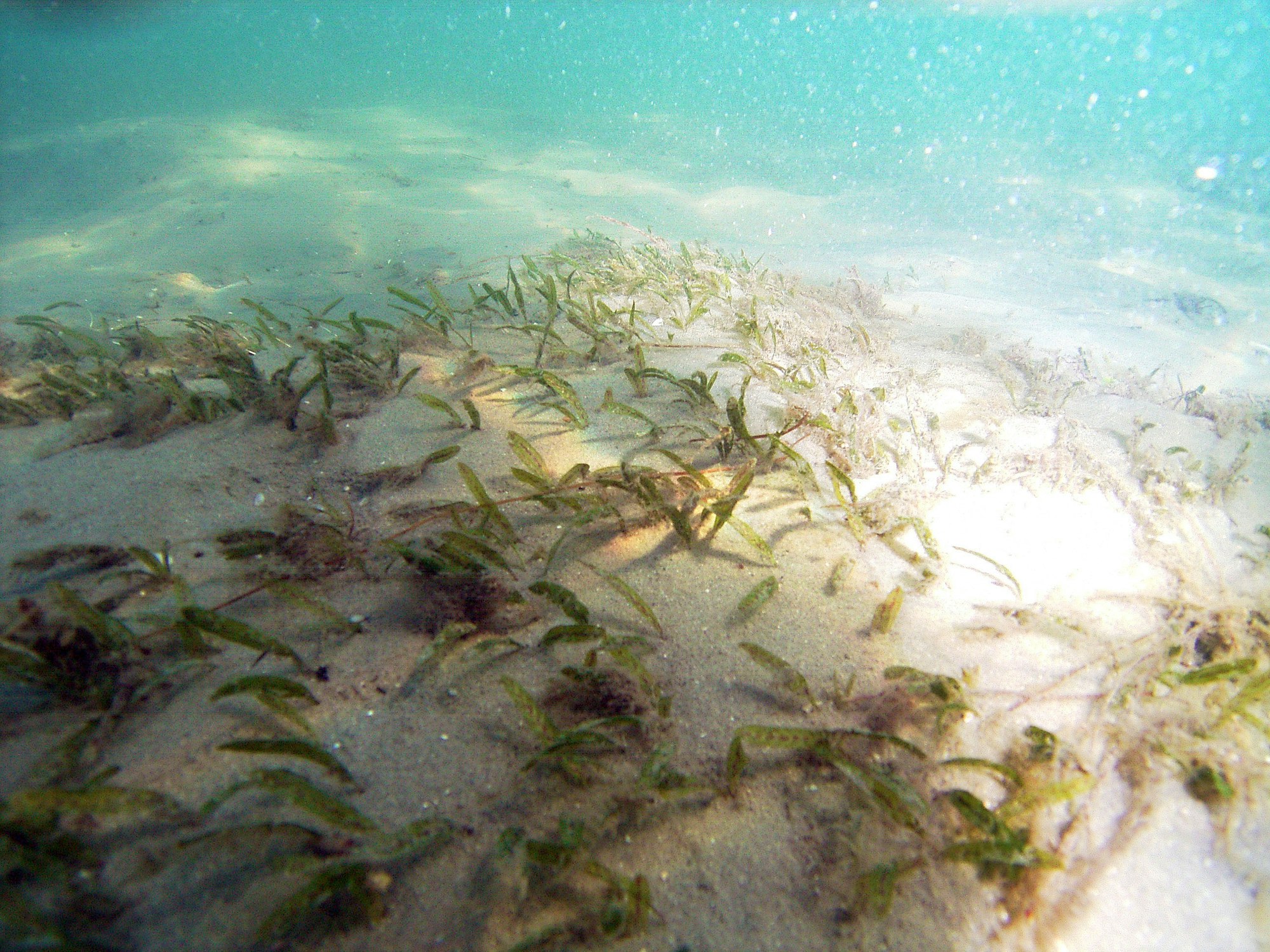 underwater picture of seagrass on sandy lagoon bottom