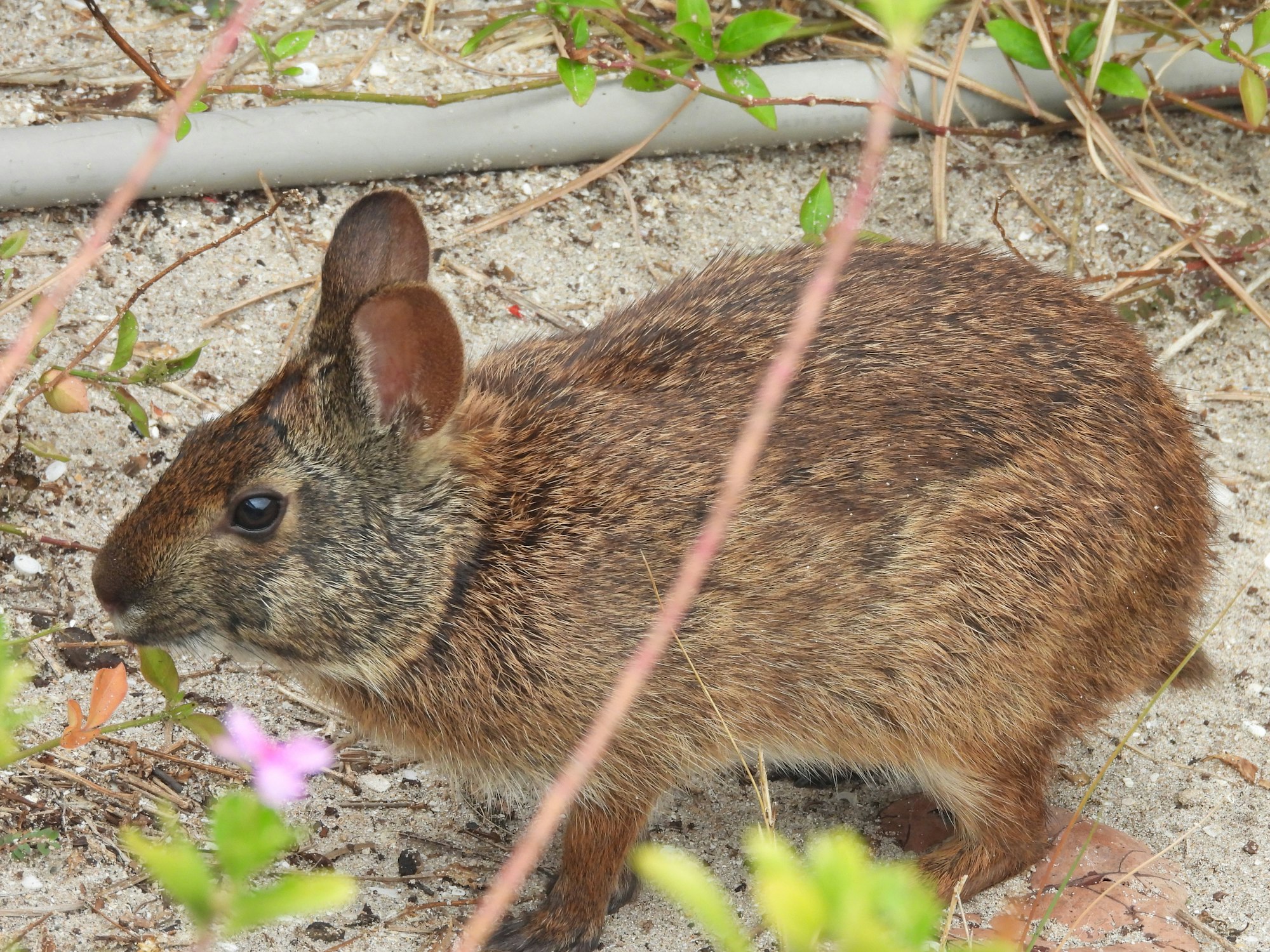 A brown rabbit camouflaged among sand and vegetation.