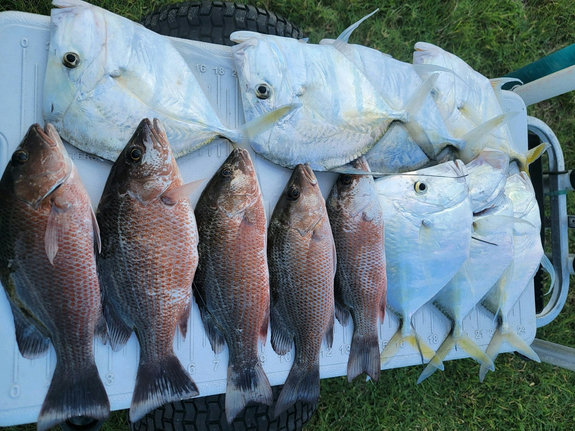 May contain: animal, fish, and sea life