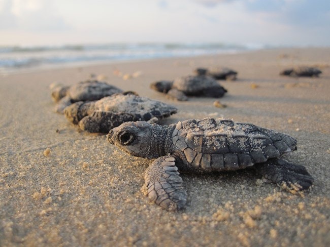 sea turtle hatchlings on beach