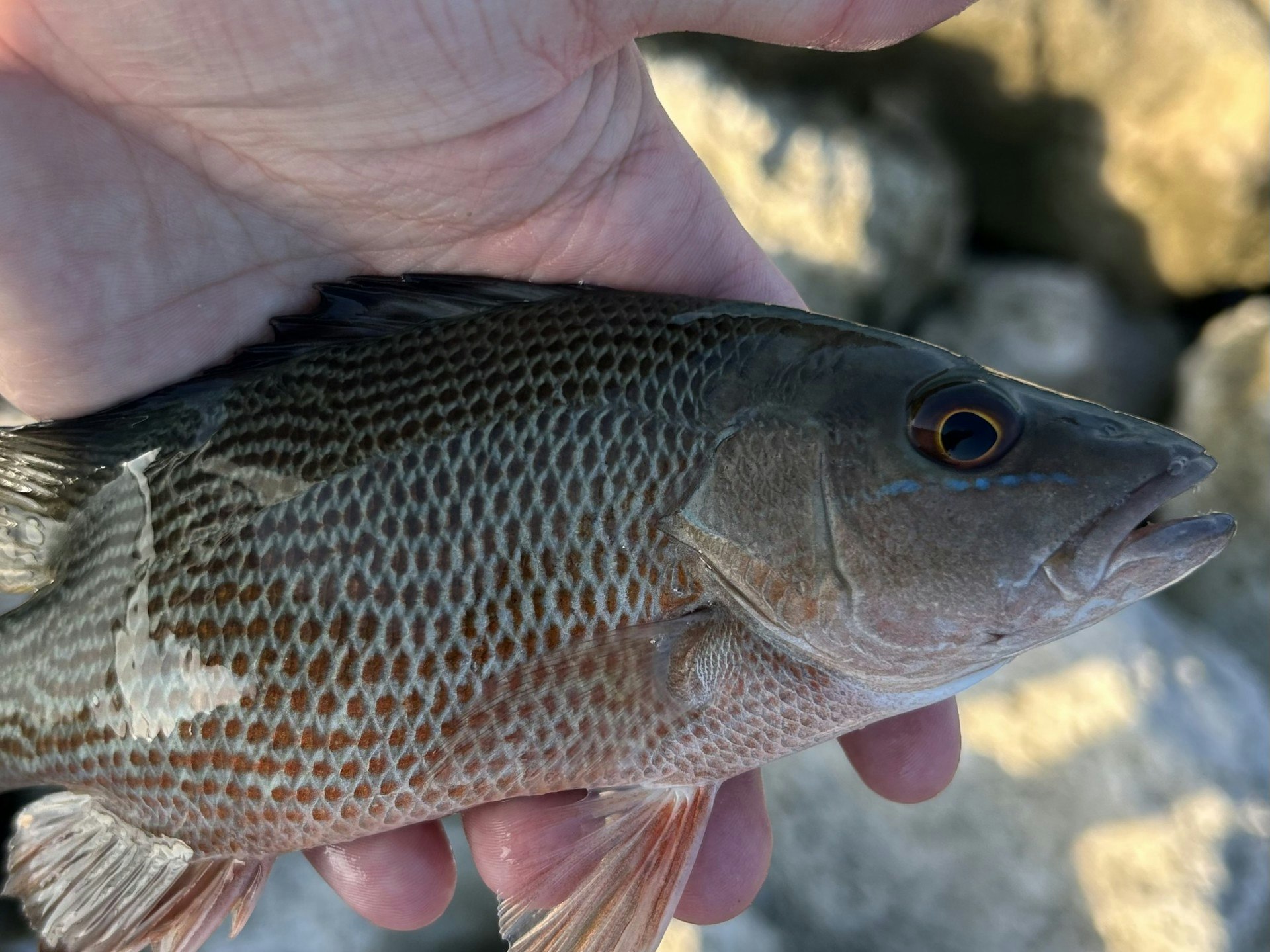 A close-up of a fish held in a person's hand, with detailed scales and a visible rock background.