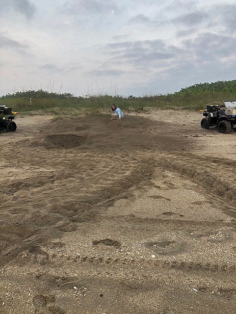 beach with turtle tracks and nests with person and ATVs