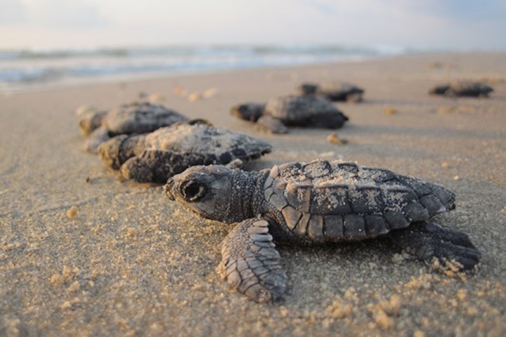 sea turtle hatchlings on beach