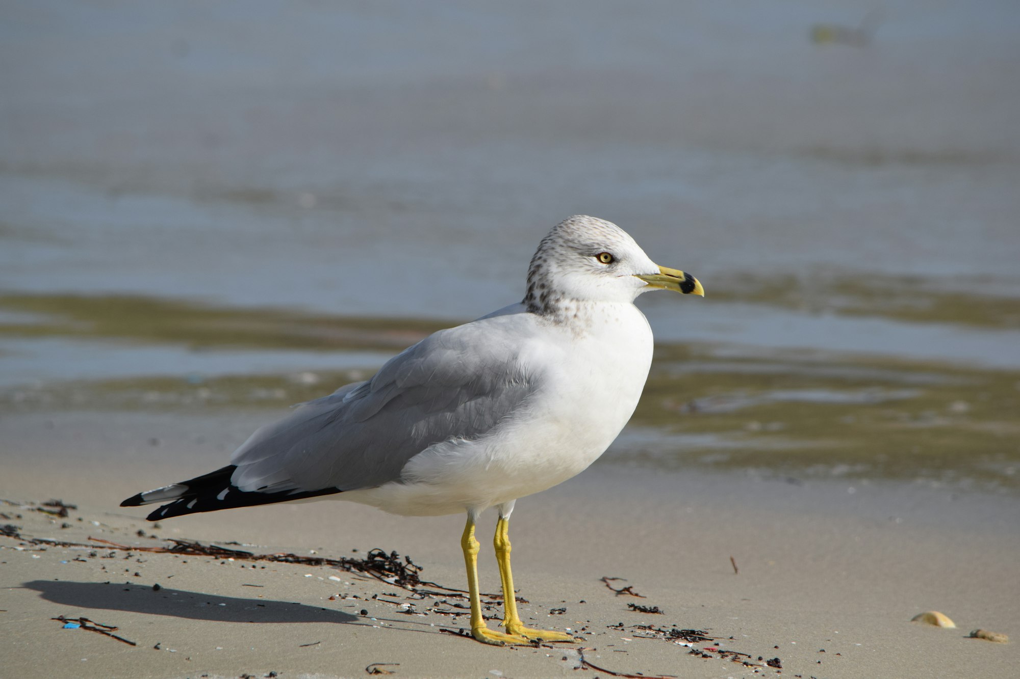 May contain: bird, animal, seagull, water, sea, nature, ocean, outdoors, and land