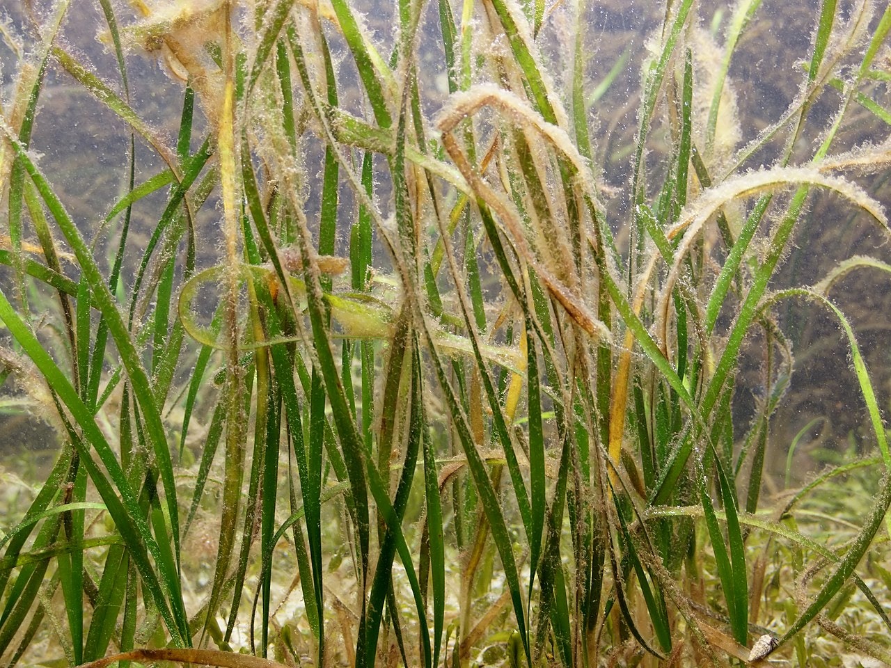 Underwater view of aquatic plants with long green leaves covered in algae or silt.