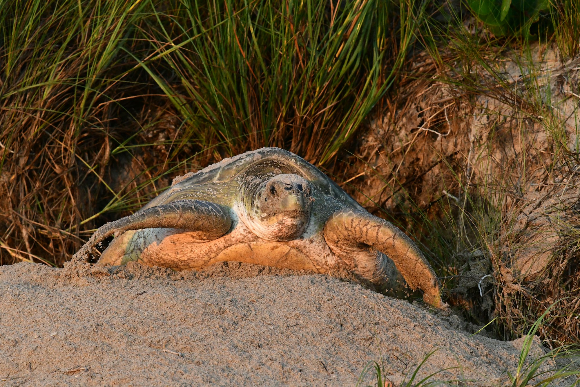 May contain: animal, reptile, sea life, turtle, tortoise, and sea turtle