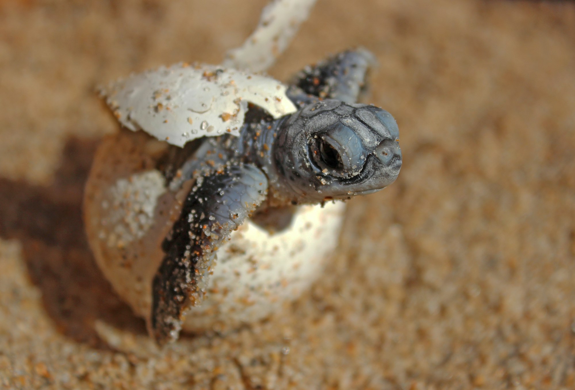 May contain: sea life, animal, turtle, and reptile
