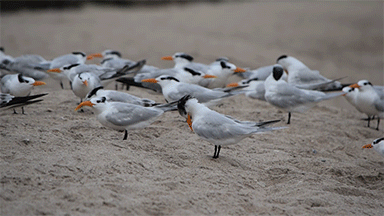 birds on beach