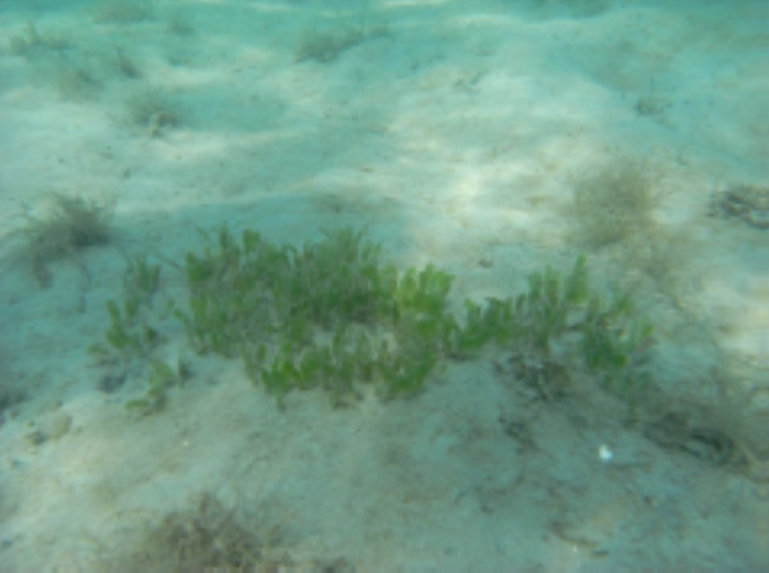 seagrass
