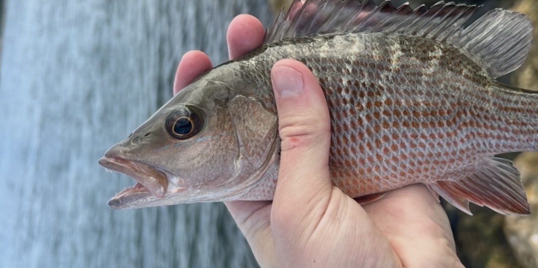 A person holding a fish with their hand, waterfall in the background.