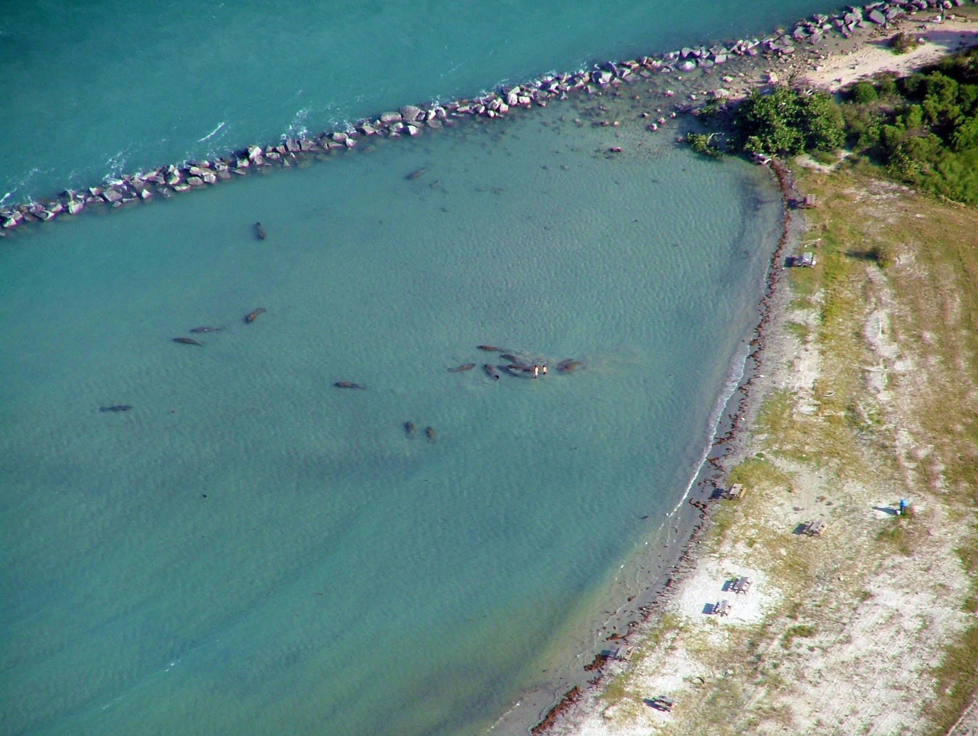 aerial view of manatees in the tide pool at Sebastian Inlet