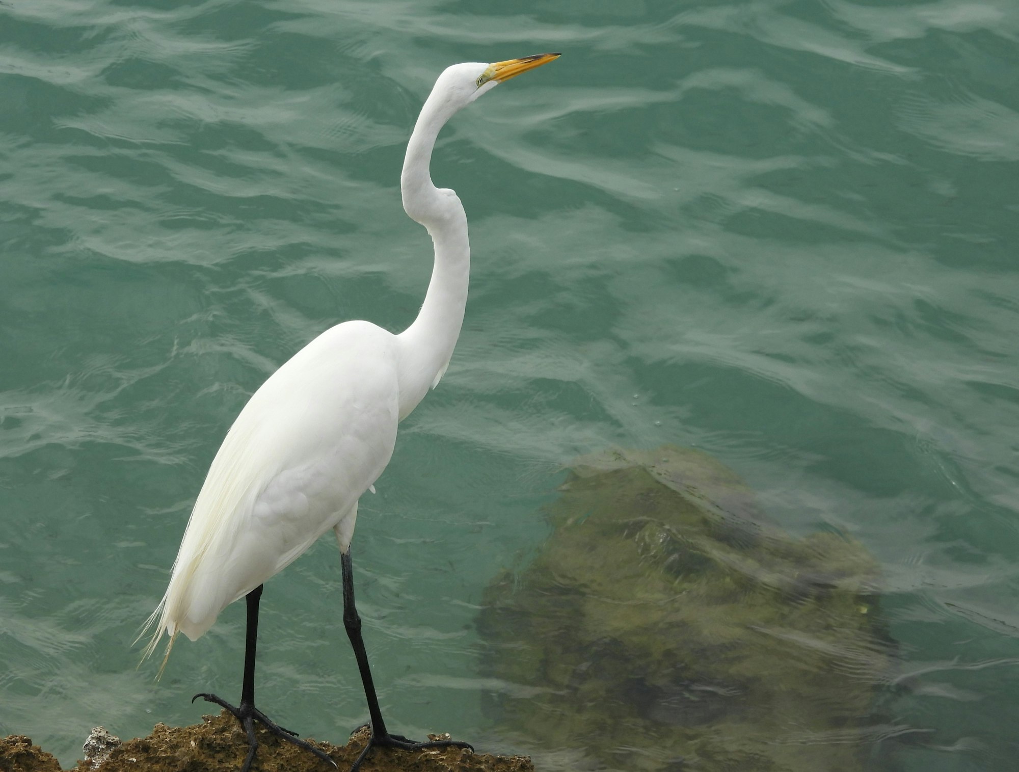 A white egret standing by the water with a rock submerged below.