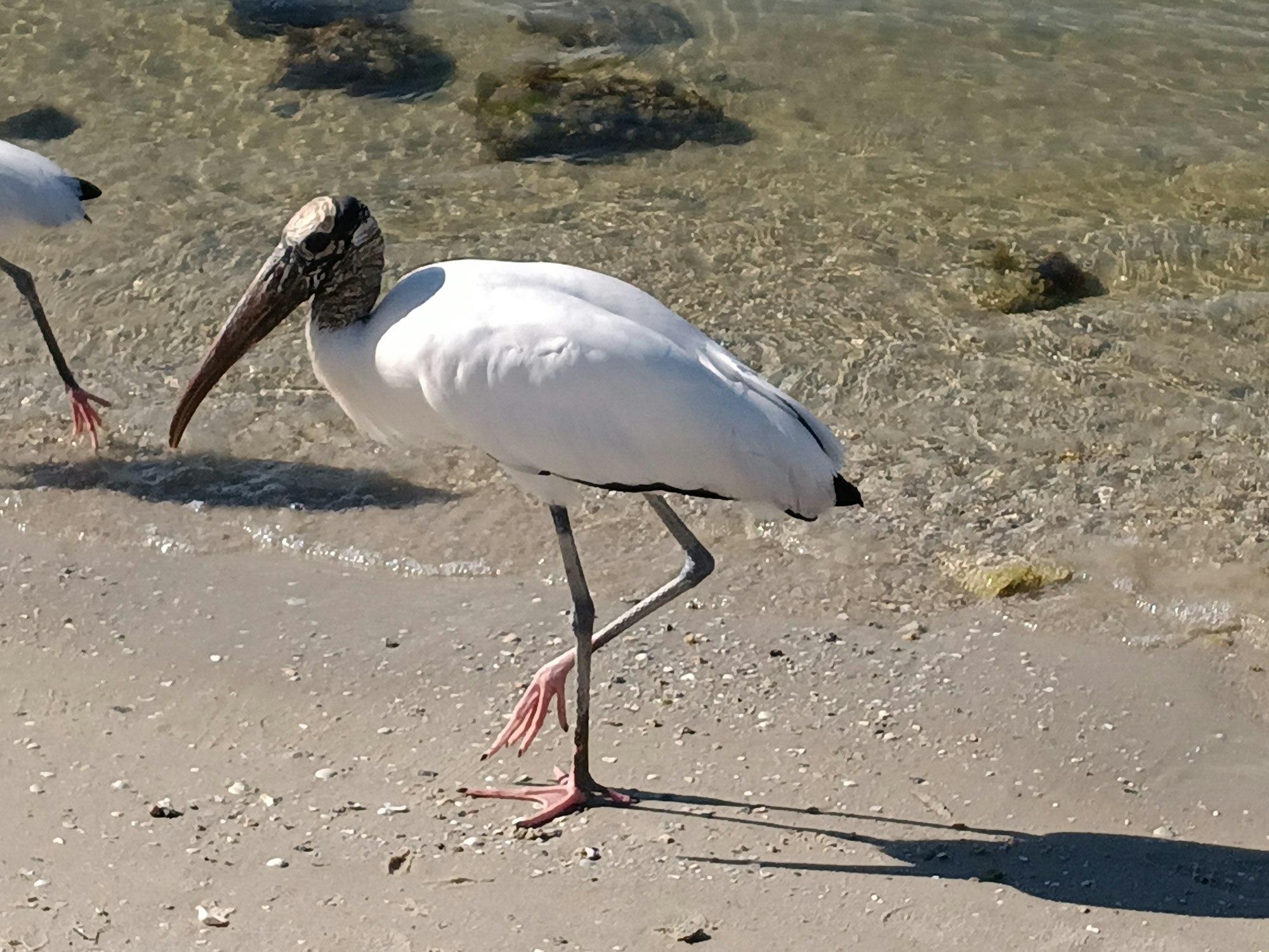 May contain: bird, animal, stork, and waterfowl