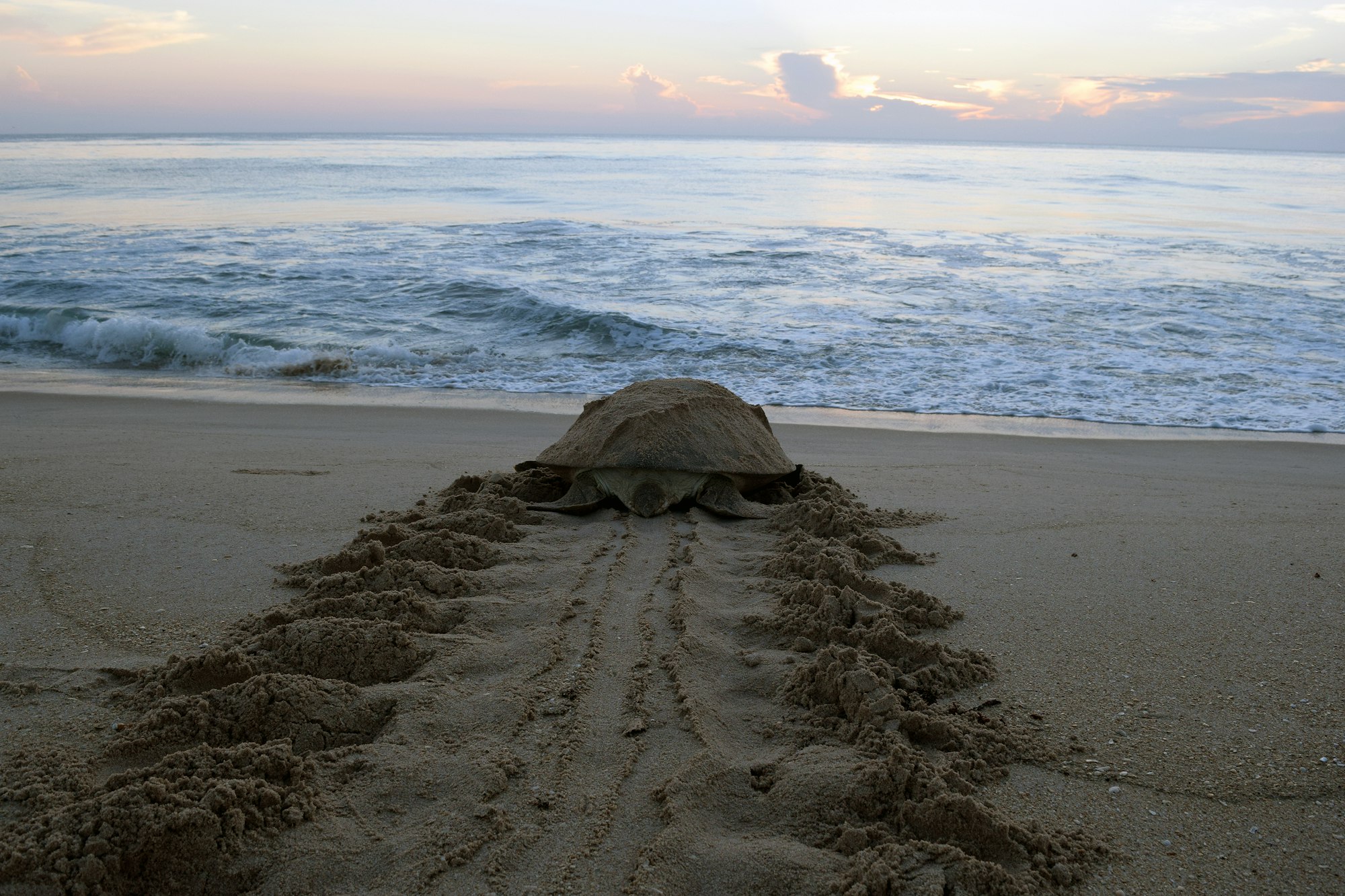 green sea turtle headed back to beach with tracks on beach