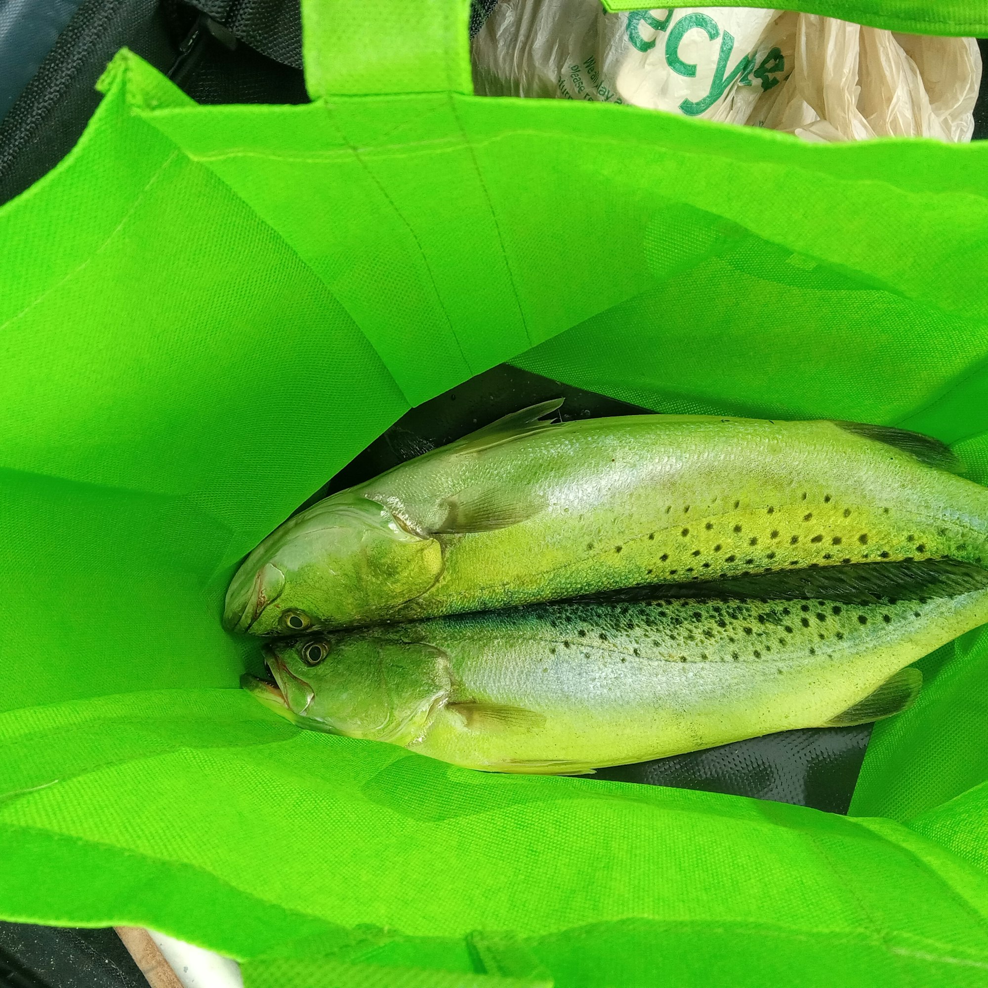 The image shows two green fish placed inside a bright green reusable shopping bag.