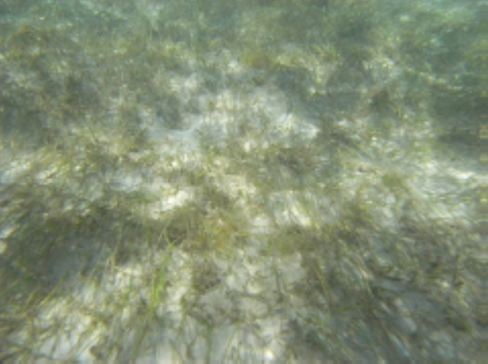 seagrass