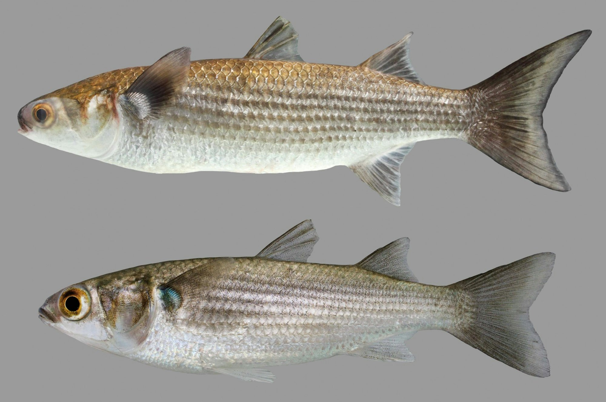 Two fish displayed against a grey background, one above the other, with silvery scales and fins showcased.