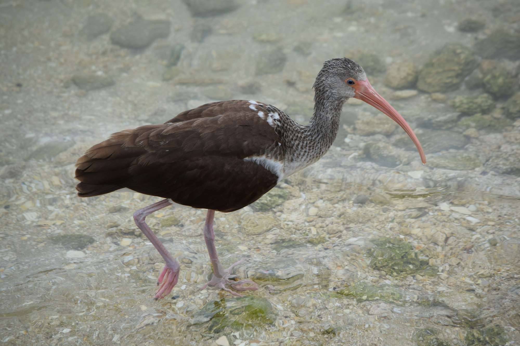 May contain: bird, animal, beak, stork, and waterfowl