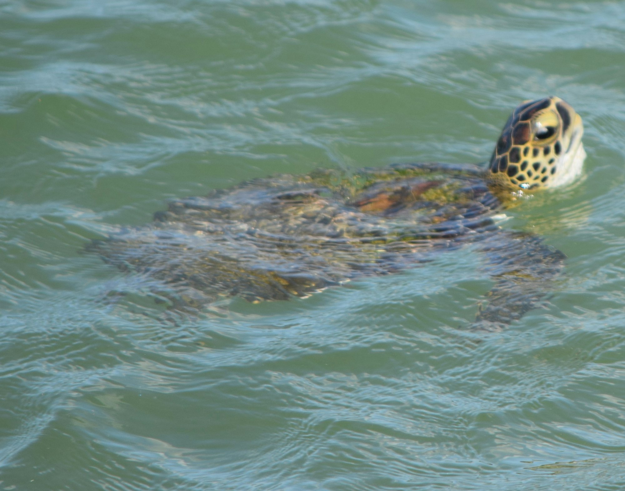 May contain: tortoise, animal, turtle, sea life, and reptile