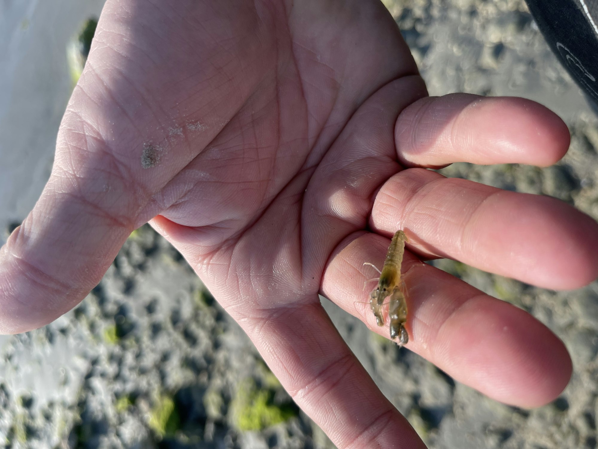 A person's hand holding a small, green mantis shrimp.