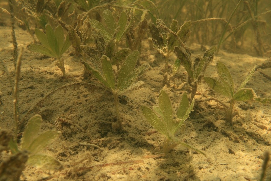 seagrass