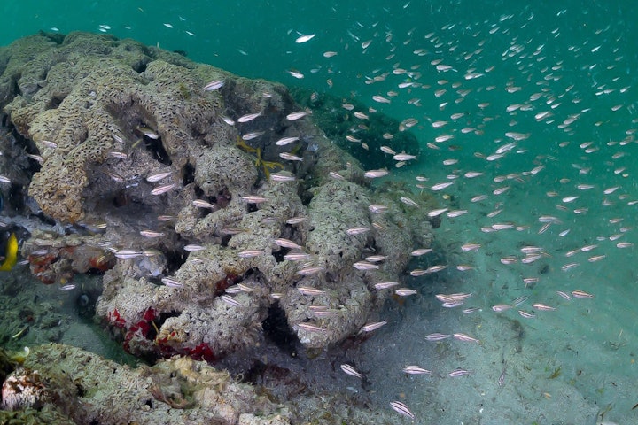 school of fish swimming by wormrock