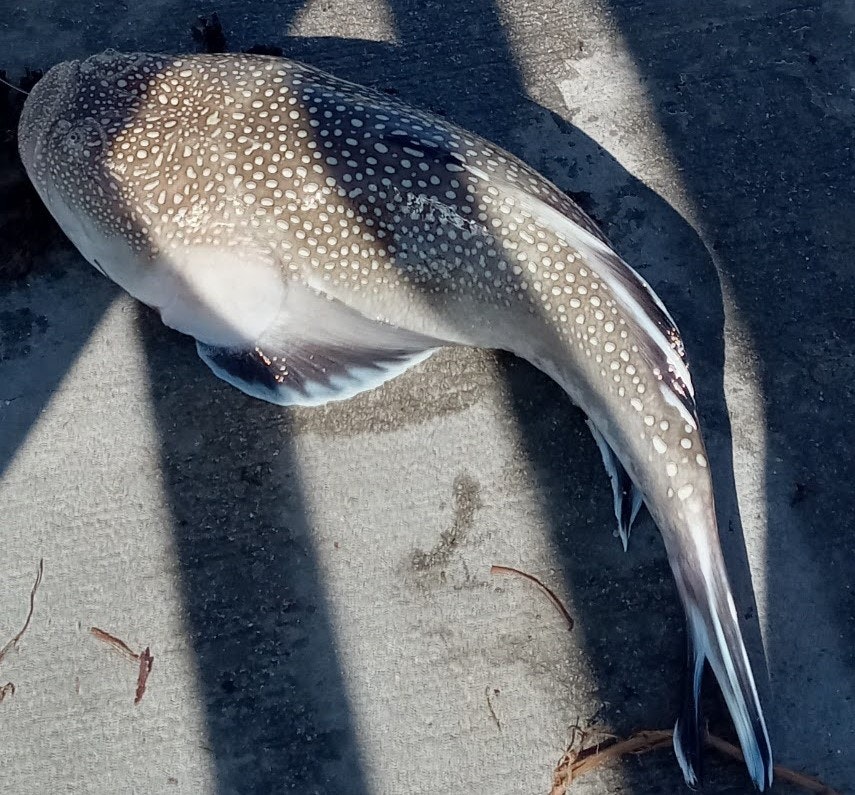 May contain: fish and animal