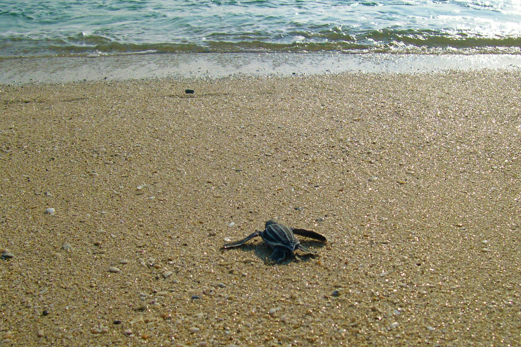 leatherback sea turtle hatchling on beach headed to ocean