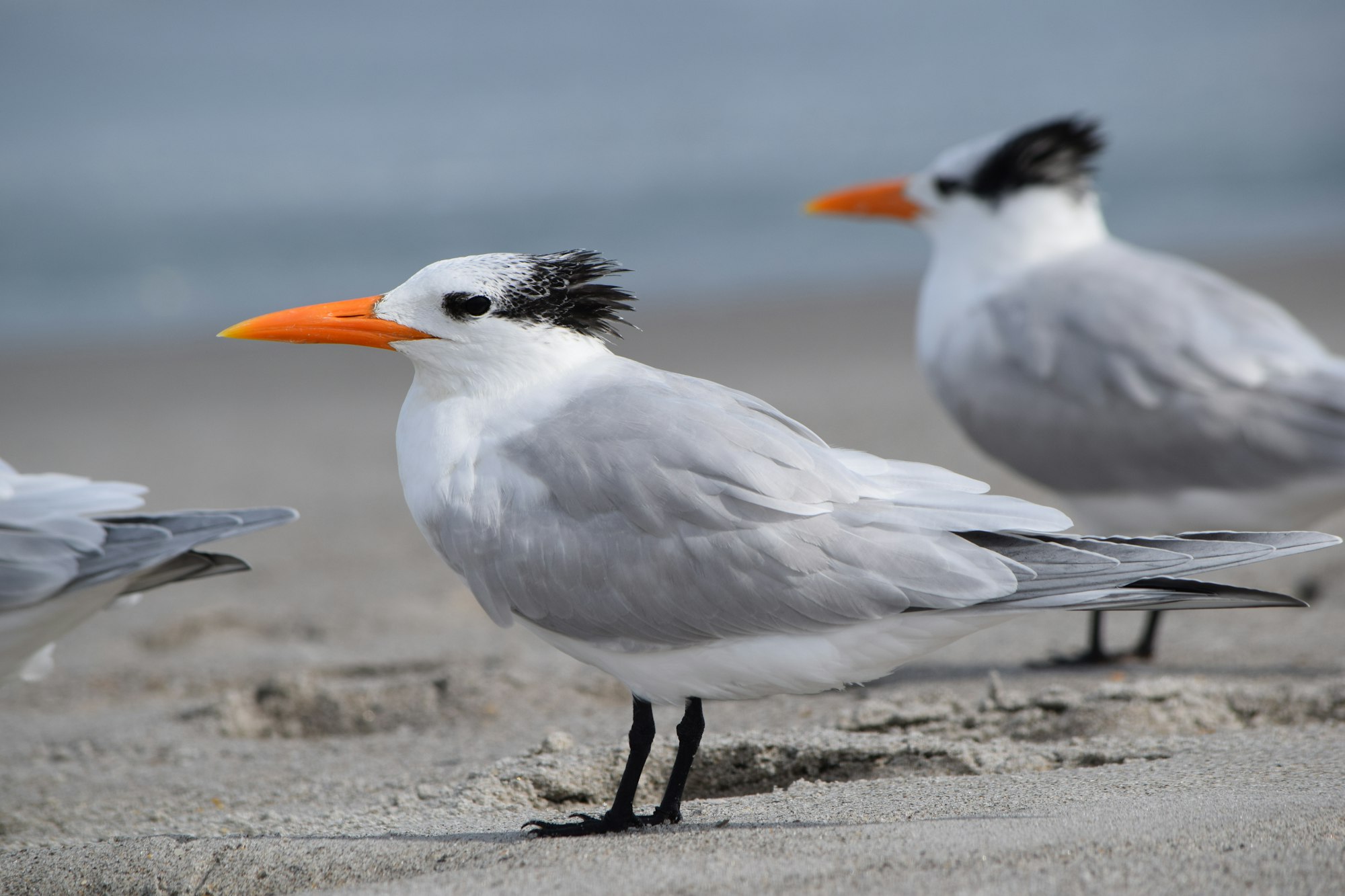 May contain: bird, animal, beak, and seagull