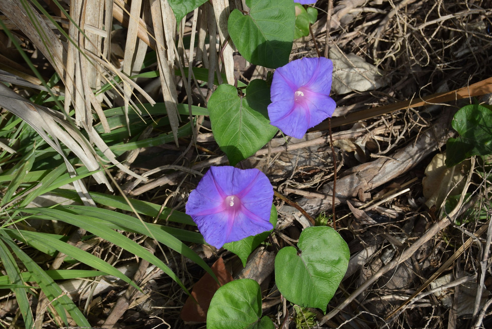 Two purple morning glory flowers among green leaves and dry foliage.