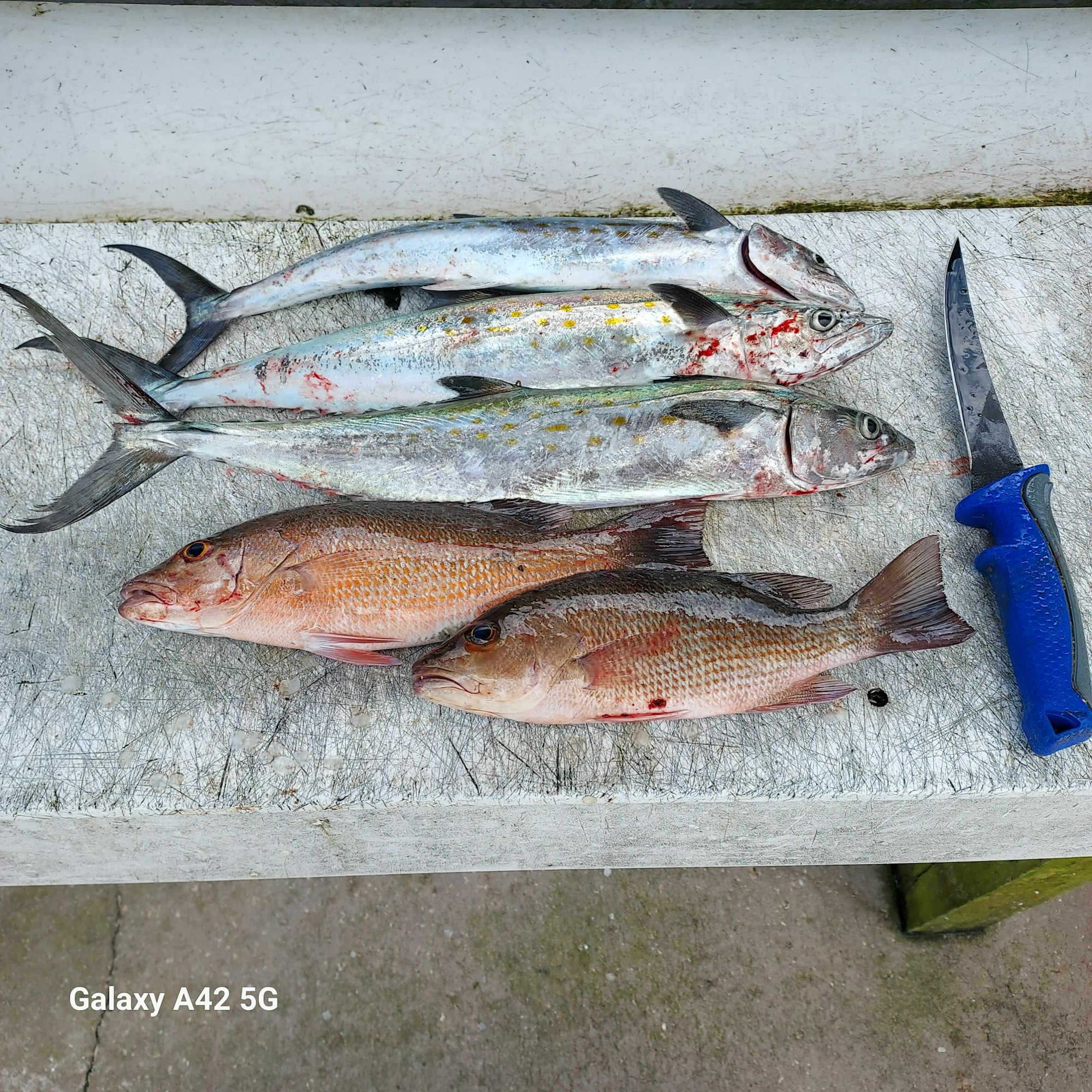 The image shows several freshly caught fish on a cutting board, alongside a blue-handled knife.