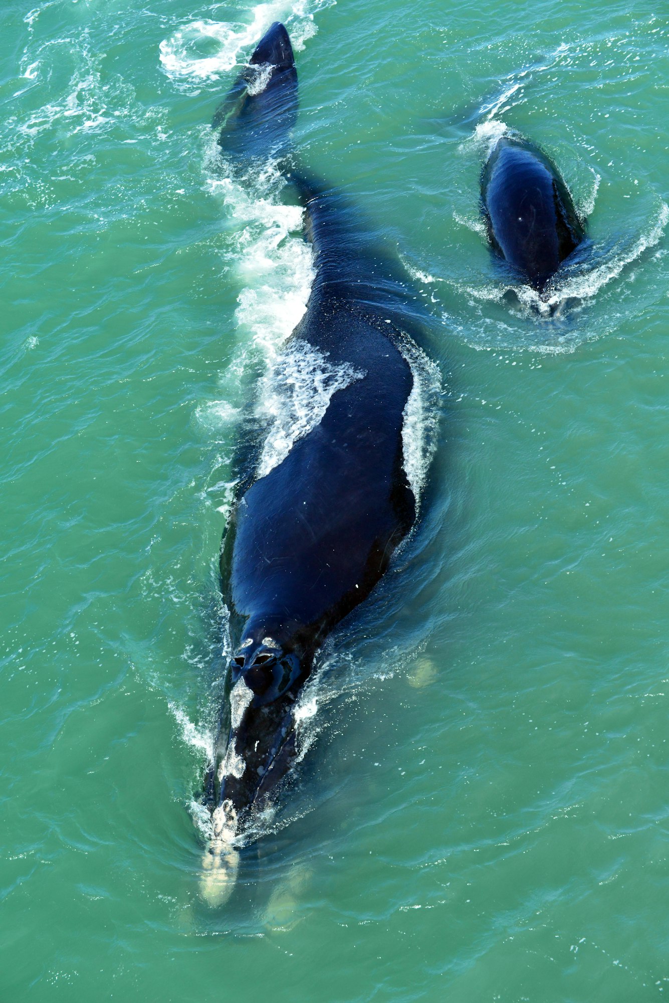 North Atlantic Right Whale swimming with calf