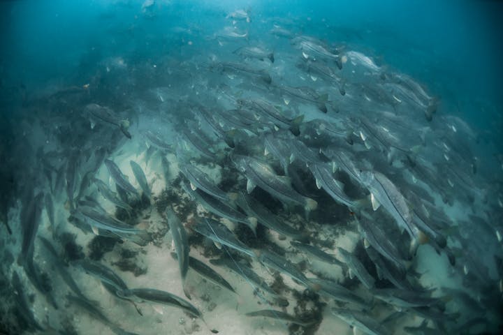 May contain: outdoors, nature, water, aquatic, animal, fish, sea life, and underwater